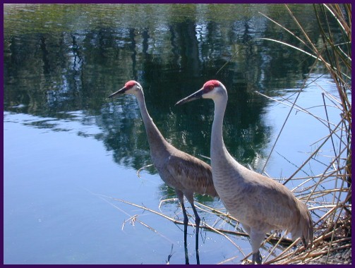 handsome looking birds