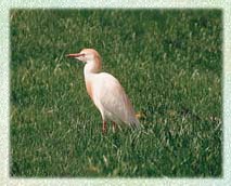 egrets were almost driven to extinction by feather gatherers