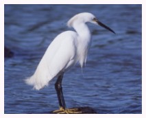 egrets were almost driven to extinction by feather gatherers