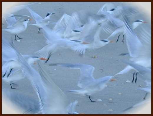 seagulls taking off