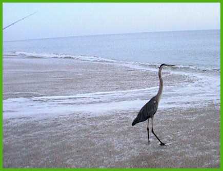 heron in surf