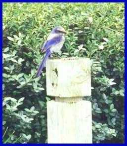 scrub jay, photo 1