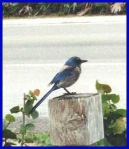 scrub jay, photo 2