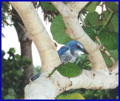 scrub jay, photo 3