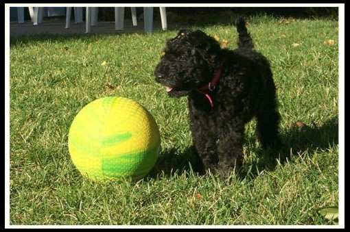 She can't really fetch that ball.