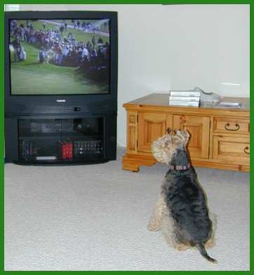 Sssshhhh... Tiger is putting.