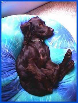 Taking it easy in the bean bag.