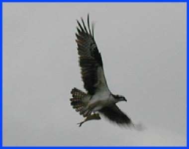 osprey with fish