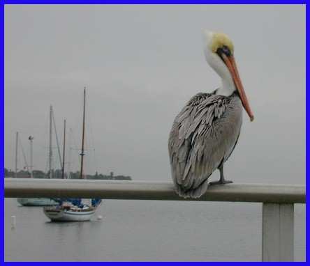 another pelican