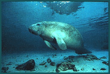 also known as a sea cow