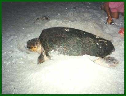 sea turtle laying eggs