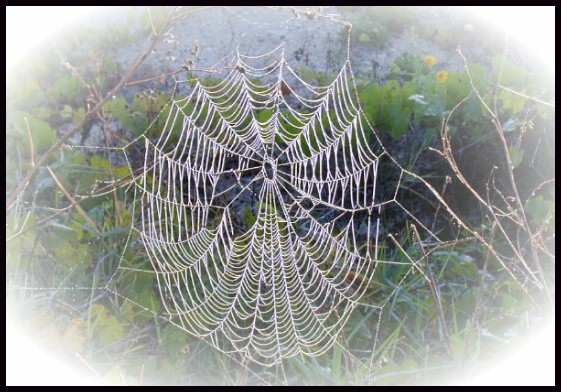 spider web in morning dew